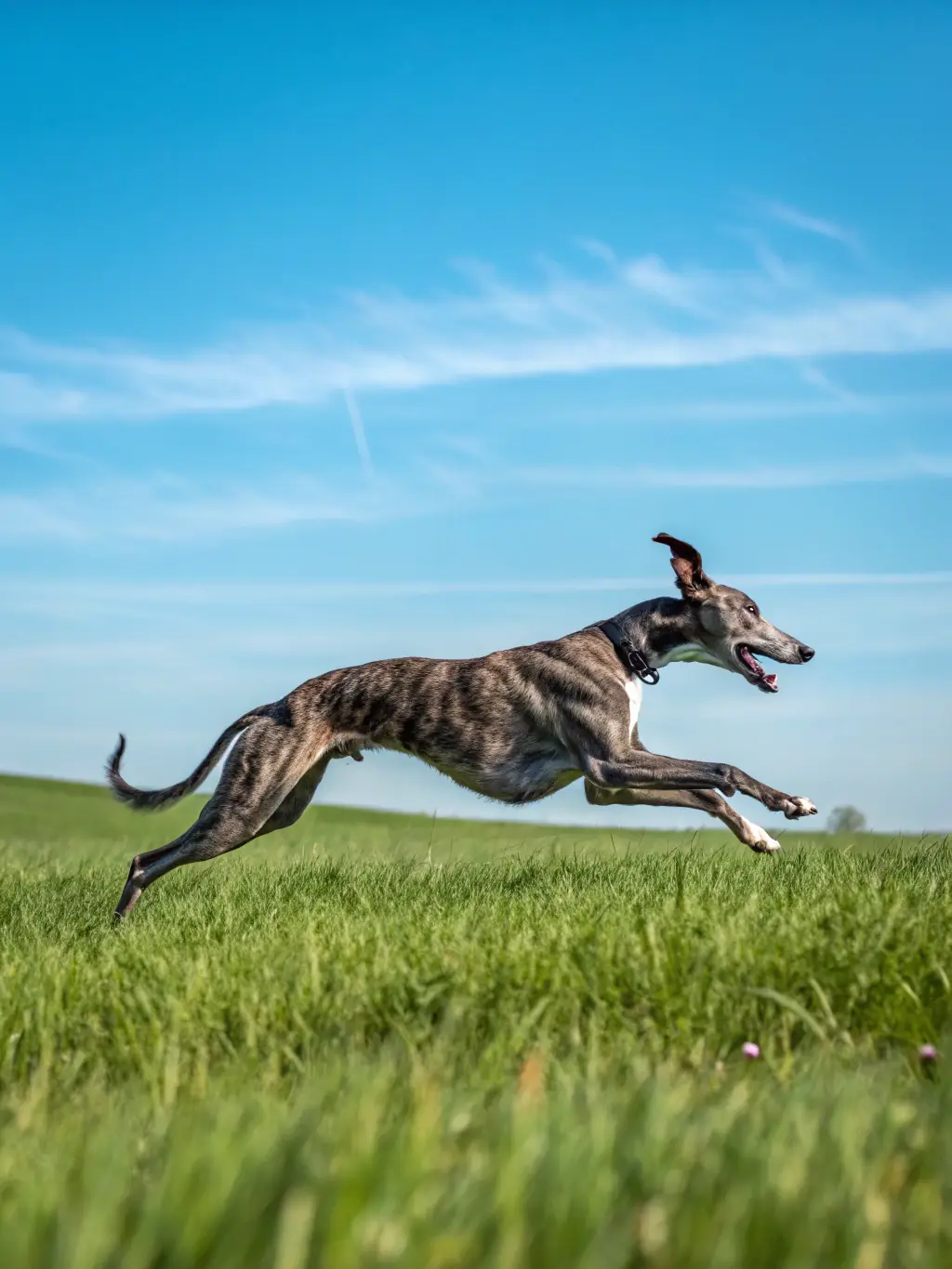 A sighthound and its handler working together during a lure coursing event at SRCL, demonstrating the teamwork and skill involved in this activity.